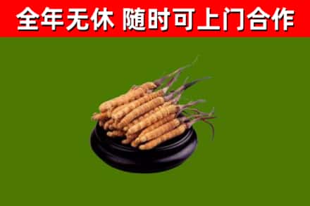 君山回收冬虫夏草