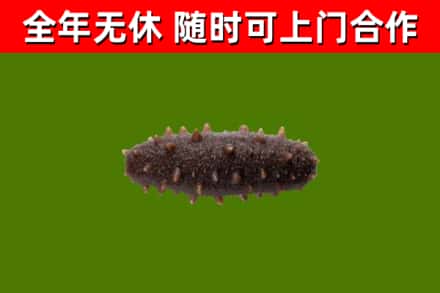 君山回收海参干